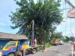 Sering Jadi Sarang Ular, Pohon Karet Raksasa di Sukabumi Ditebang