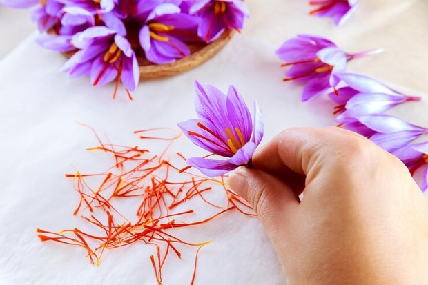 Fakta bunga safron untuk kesehatan