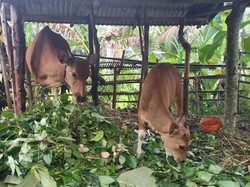 Waspada! Selain Sapi, PMK Juga Berpotensi Menyerang Babi-Kambing