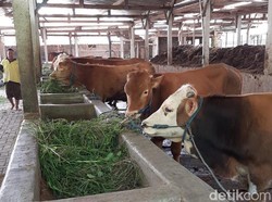 Wabah PMK Serang 25 Sapi di Magetan, Begini Langkah Dinas Peternakan