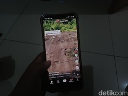 Viral Dugaan Kucing Hutan Muncul di Jalur Lingkar Nagreg