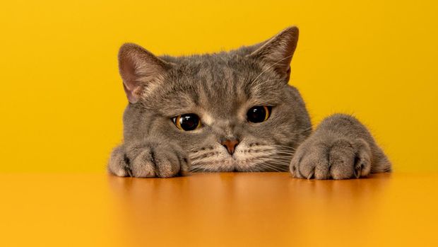 Child playing with cat at home. Kids and pets.