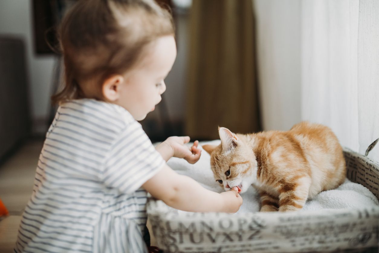 Child playing with cat at home. Kids and pets.