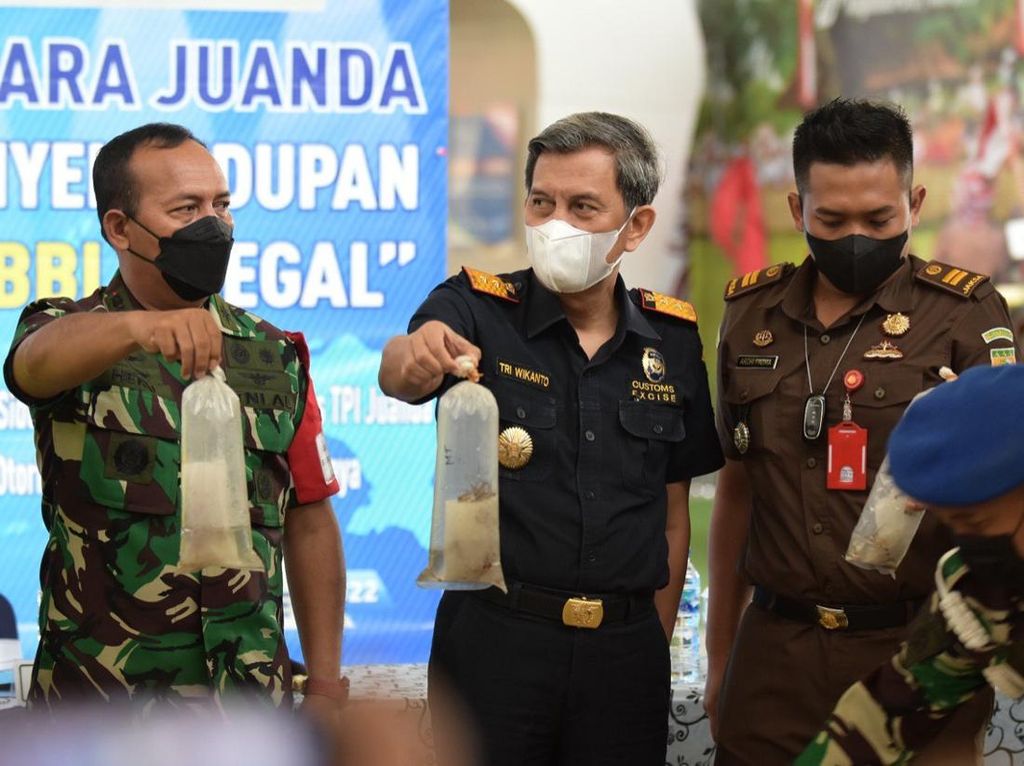 Bea Cukai Ungkap Modus Penyelundupan 30.911 Benih Lobster ke Singapura Bea Cukai Ungkap Modus Penyelundupan 30.911 Benih Lobster ke Singapura