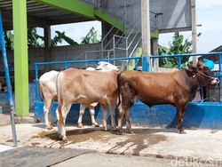 Idul Adha Berpotensi Beda Hari, Warga Diminta Saling Hargai