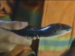 Warga Panik Mengira Ada Ular hingga Panggil Damkar, Ternyata Mainan