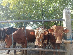 Pedagang di Blitar Keluhkan Harga Sapi yang Anjlok Gegara Wabah PMK