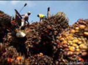 Insentif Biodiesel untuk Rakyat