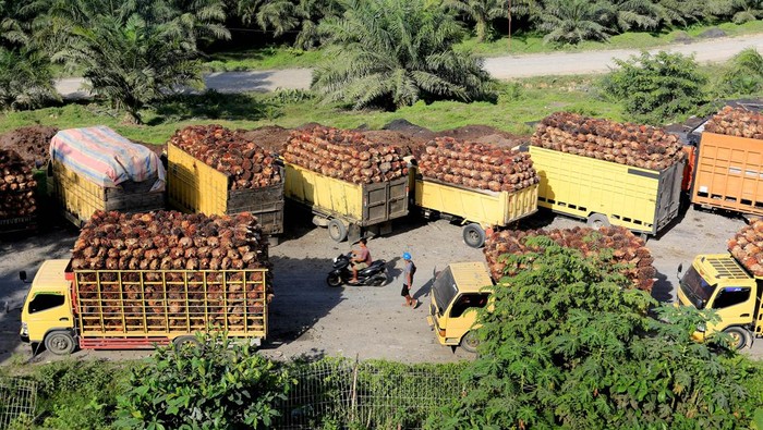 Sejumlah truk pengangkut Tanda Buah Segar (TBS) kelapa sawit mengantre untuk pembongkaran di salah satu pabrik minyak kelapa sawit milik PT.Karya Tanah Subur (KTS) Desa Padang Sikabu, Kaway XVI, Aceh Barat, Aceh, Selasa (17/5/2022). Harga jual Tanda Buah Segar (TBS) kelapa sawit tingkat petani sejak dua pekan terakhir mengalami penurunan dari Rp2.850 per kilogram menjadi Rp1.800 hingga Rp1.550 per kilogram, penurunan tersebut pascakebijakan pemeritah terkait larangan ekspor minyak mentah atau crude palm oil (CPO). ANTARA FOTO/Syifa Yulinnas/rwa.