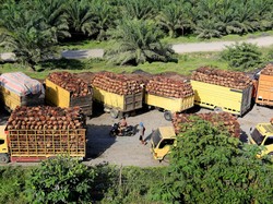 4 Fakta Permintaan Pengusaha Hapus Kebijakan DMO-DPO Sawit