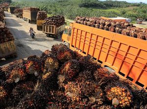 Harga TBS Sawit di Riau Turun Lagi, Berikut Rinciannya Harga TBS Sawit di Riau Turun Lagi, Berikut Rinciannya