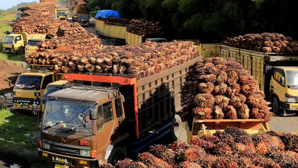 Melihat Langsung Tumpukan Tandan Sawit yang Harganya Terus Melorot