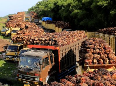 Melihat Langsung Tumpukan Tandan Sawit yang Harganya Terus Melorot