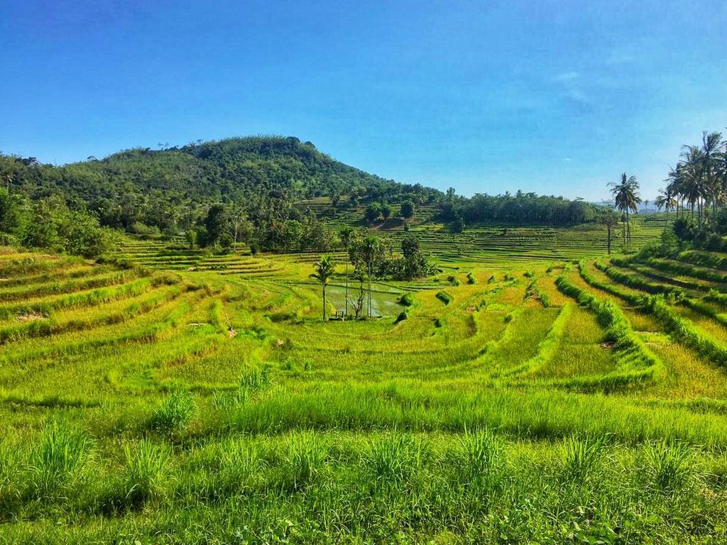 Tak Kalah dari Ubud Bali, Intip Indahnya Terasering di Mareje