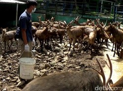 Begini Cara Serulingmas Zoo Banjarnegara Cegah Rusa Tertular PMK