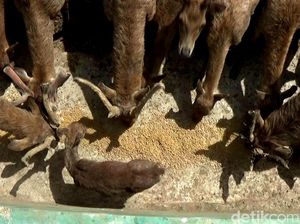 Anggota Komisi IV DPR Heran PMK Hewan Ternak Merebak Lagi Usai 32 Tahun