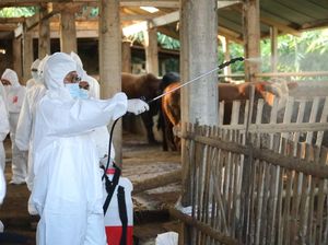 Penyakit Kuku dan Mulut Mewabah, Pemerintah Sebar Obat-obatan dan APD Penyakit Kuku dan Mulut Mewabah, Pemerintah Sebar Obat-obatan dan APD