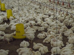 Bisa Bikin Ayam Nyaman, Intip Teknologi Peternakan McD di Cianjur