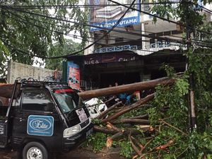 Pohon Tumbang Timpa 2 Mobil Gegara Hujan Angin di Tangerang
