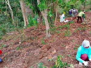 Petani Porang Madiun Tersenyum, Harga Meroket hingga 12 Ribu Per Kg