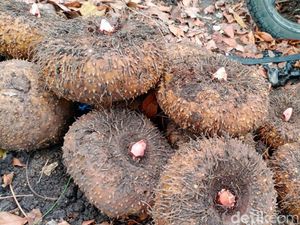 Tak Hanya Umbi, Harga Bibit Porang di Madiun juga Turun Drastis