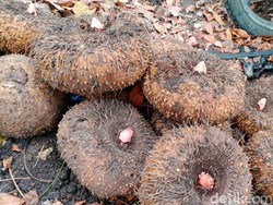 Tak Hanya Umbi, Harga Bibit Porang di Madiun juga Turun Drastis