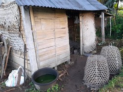 Dini Hari, Puluhan Merpati-Ayam Warga Sidemen Karangasem Raib