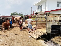 Curhat Pedagang Pasar Hewan Kaliyoso Penjualan Sapi Turun Imbas Wabah PMK
