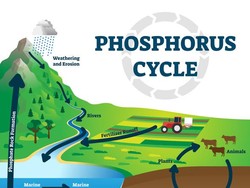 Siklus Fosfor: Pengertian, Tahapan, Peranan, dan Dampak Aktivitas Manusia
