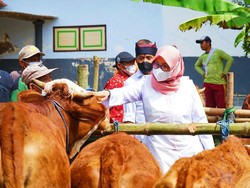 Banyuwangi Gencarkan Surveilans-Bagikan Vitamin Gratis Sejak Wabah PMK