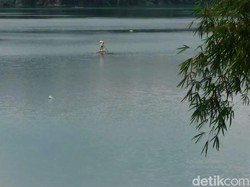 Viral Ikan Raksasa di Ranu Pakis Lumajang, Ini Faktanya