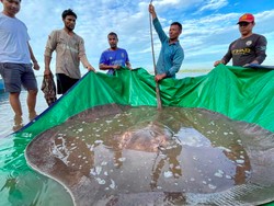 Ikan Pari Raksasa yang Misterius Ditangkap, Panjangnya 4 Meter