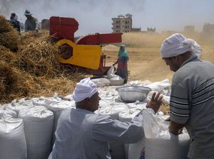 Memanen Gandum dari Lembah Subur Sungai Nil