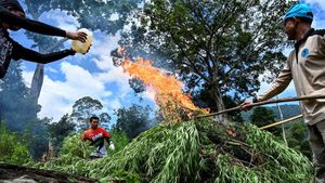 Penampakan 3,5 Hektar Ladang Ganja yang Dimusnahkan di Aceh