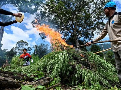 Penampakan 3,5 Hektar Ladang Ganja yang Dimusnahkan di Aceh