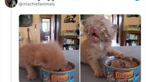 10 Kelakuan Absurd Hewan Peliharaan yang Kocak Banget