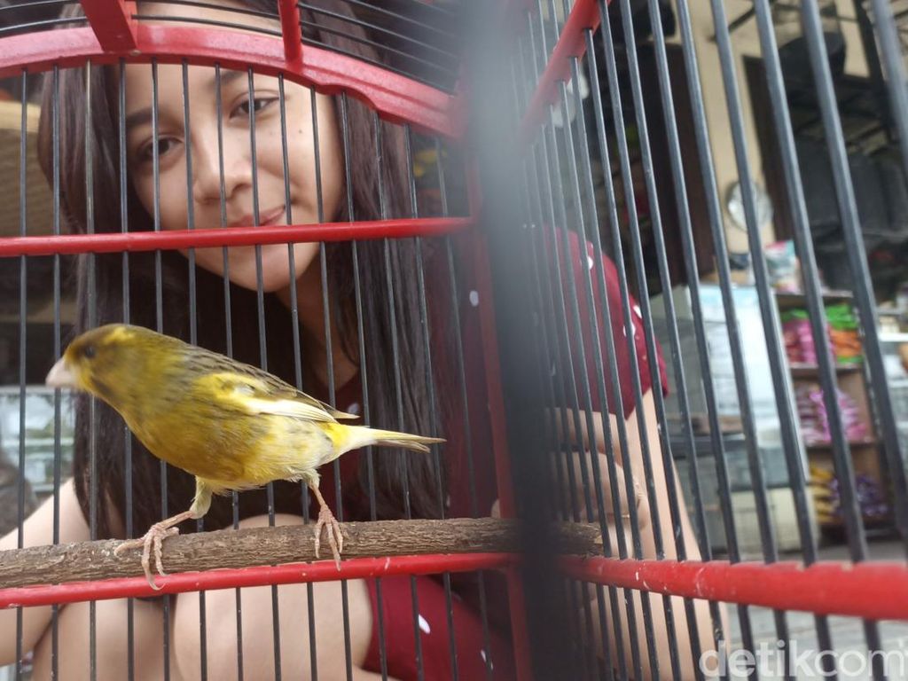 Viral di Medsos, Mbak Cantik Penjual Pakan Burung Ini Kebanjiran Pembeli