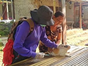 Lagi, Dua Sampel Anjing yang Gigit 5 Warga Jembrana Positif Rabies Lagi, Dua Sampel Anjing yang Gigit 5 Warga Jembrana Positif Rabies