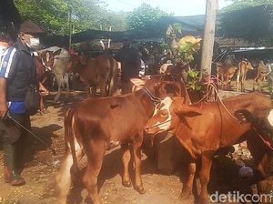 79 Sapi di Pasuruan Terjangkit PMK, Warga Diminta Jangan Panic Selling 79 Sapi di Pasuruan Terjangkit PMK, Warga Diminta Jangan Panic Selling