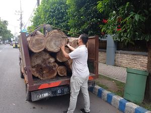 Dua Pelaku Illegal Logging Kayu Sono Diamankan Dua Pelaku Illegal Logging Kayu Sono Diamankan