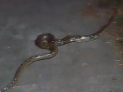 Hiii! Malam-malam Ular Piton Melintas di Jembatan Angker Klaten