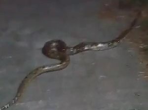 Hiii! Malam-malam Ular Piton Melintas di Jembatan Angker Klaten Hiii! Malam-malam Ular Piton Melintas di Jembatan Angker Klaten