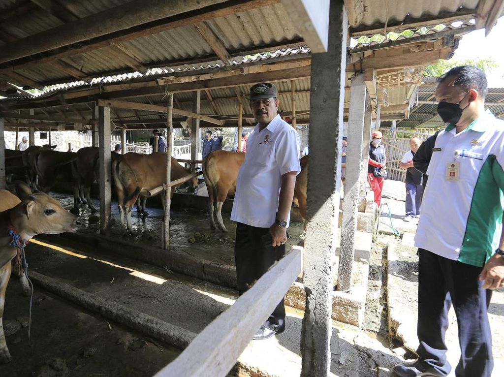 Antisipasi PMK, Wabup Klungkung Tinjau Kelompok Ternak Satwa Winangun Antisipasi PMK, Wabup Klungkung Tinjau Kelompok Ternak Satwa Winangun