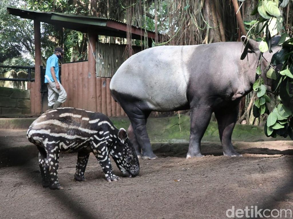 Gemasnya Anak Tapir yang Baru Lahir di Bandung Zoo
