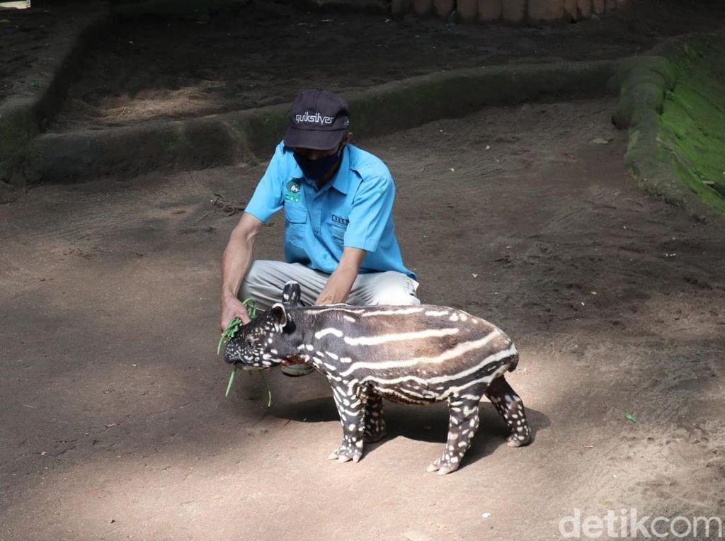 Bandung Zoo Cari Bapak Angkat untuk Anak Tapir, Berminat?
