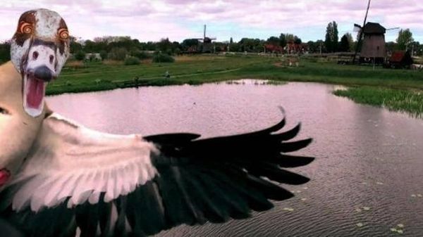 Bikin Ngakak, Deretan Aksi Konyol Burung yang Terekam Kamera