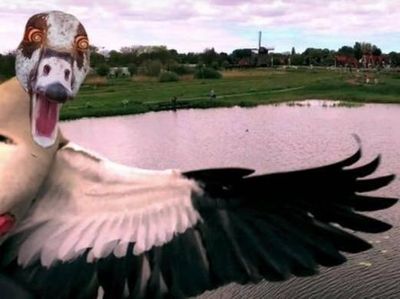 Bikin Ngakak, Deretan Aksi Konyol Burung yang Terekam Kamera