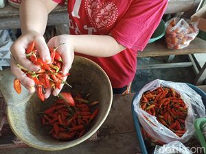 Naik 2 Kali Lipat, Harga Cabai Rawit di Blitar Capai Rp 45 Ribu/Kg Naik 2 Kali Lipat, Harga Cabai Rawit di Blitar Capai Rp 45 Ribu/Kg
