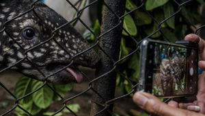 Gemas! Ini Lho Penghuni Baru Kebun Binatang Bandung, Kenalan Yuk