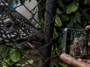 Gemas! Ini Lho Penghuni Baru Kebun Binatang Bandung, Kenalan Yuk
